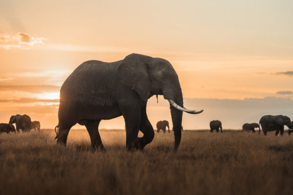 Chikolongo community provides rice to wildlife rangers