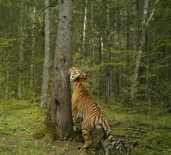 Bengal Tiger meets a Dolphin. : r/CaptiveWildlife