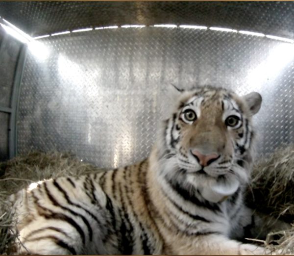 Set vétérinaire tigre - Boutique - Zoo-refuge La Tanière